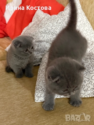 Малки клепоухи Британчета, снимка 13 - Британска късокосместа - 52920418