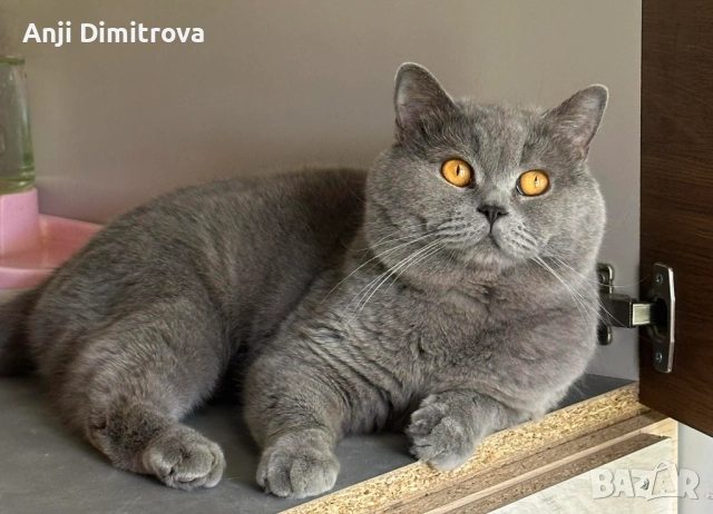 Британска късокосместа., снимка 7 - Британска късокосместа - 52314419