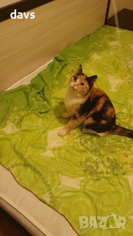 Приемен / постоянен Дом за трицветна принцеса, снимка 10 - Други - 53331402