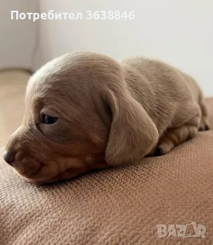 Дакел, снимка 2 - Дакели - 50423865