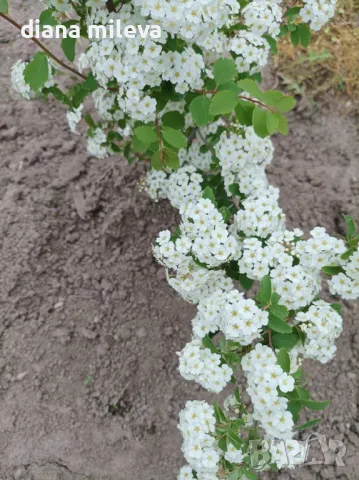 Спирея Майски сняг, Spiraea Vanhouttei, студоустойчива, снимка 7 - Градински цветя и растения - 47766421