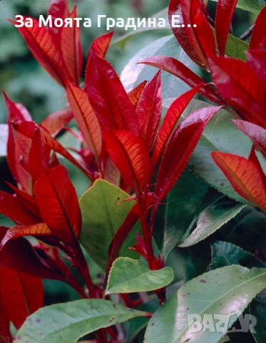 Фотиния за жив плет 2вида , снимка 2 - Градински цветя и растения - 54020526