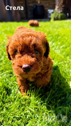 Момченце пудел/ male red poodle