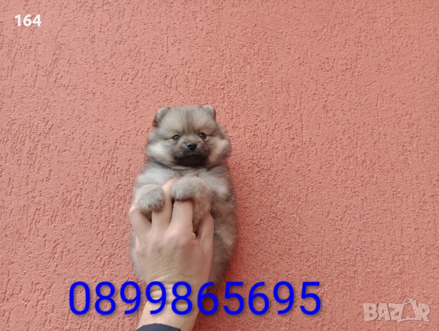 Мъжки Померани. Снимки от 18.02.26 г. 