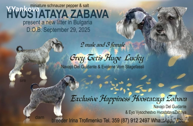 Ексклузивно кучило мини шнауцер Salt & Pepper, снимка 4 - Други - 52515218