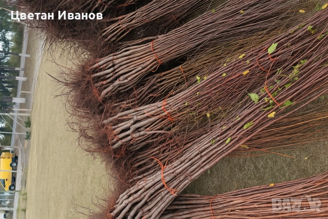 Продавам Овошни Дръвчета