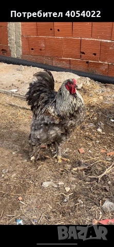 Продава се кокошки брами