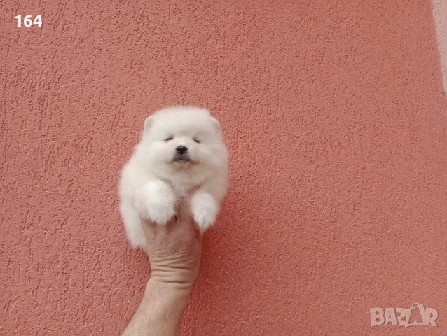 Померани. Реални снимки от 29.03.26 г., снимка 3 - Померан - 54012750