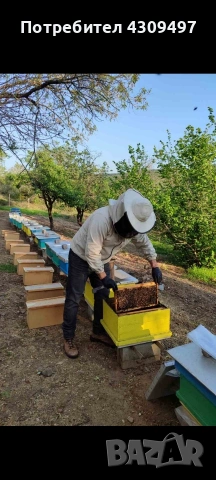 Пчелни майки Кавказки, снимка 2 - За пчели - 53828604