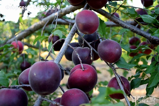 Пламкот (Сливо-кайсиев хибрид)