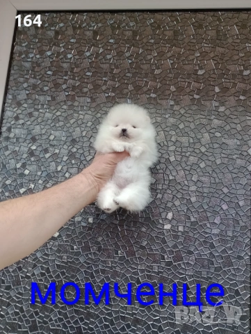 Бели миниатюрни минита. Померани. Реални снимки от 02.03.26 г. , снимка 8 - Померан - 53659158