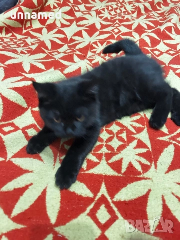 Мъжко британско котенце, снимка 2 - Други животни - 52832799