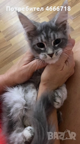 Мейн куун момче, снимка 2 - Мейн кун - 52629083