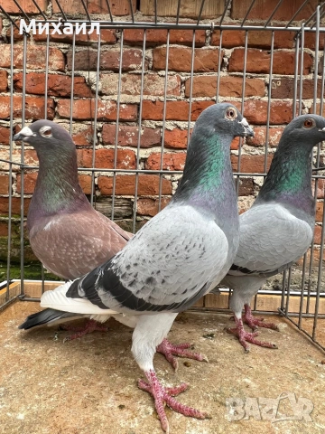 Пощенски гълъби, снимка 3 - Гълъби - 53659059