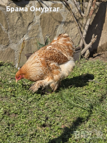 Продавам разплодни яйца от Златно дантелен брама [Buff laced Brahma], снимка 6 - Кокошки и пуйки - 53811364