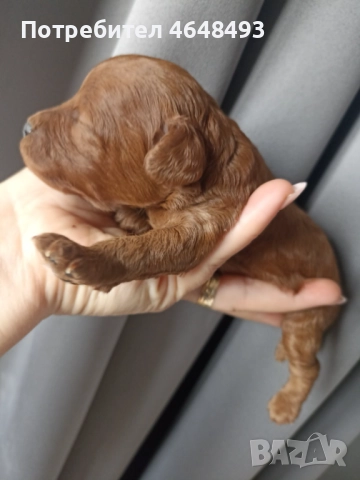 Той Пудел, снимка 5 - Пудели - 52416748