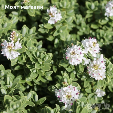 Хабе - Habe Pungifolia, снимка 5 - Градински цветя и растения - 53650606