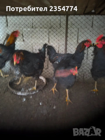 петли млади