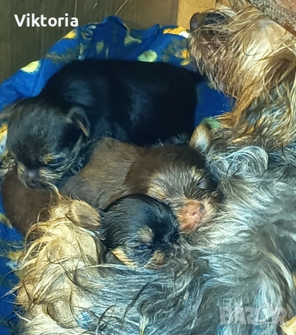 Йоркширски териери, снимка 12 - Йоркширски териер - 52221495