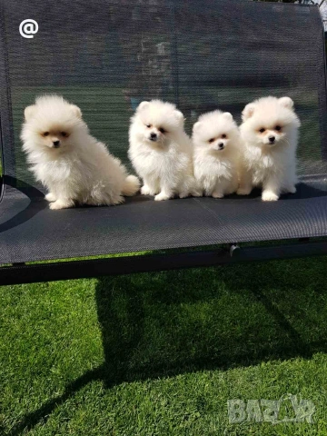 Померан померанчета Гр София , снимка 4 - Померан - 54156420