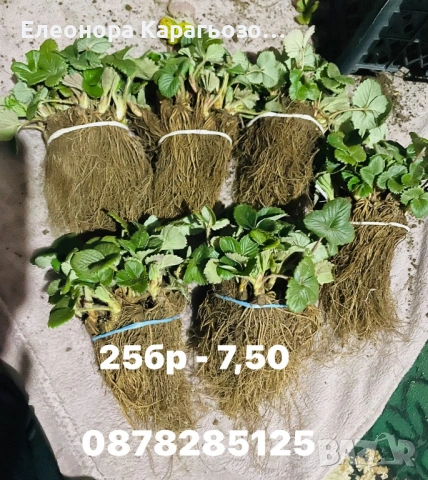 Разсад Ягоди