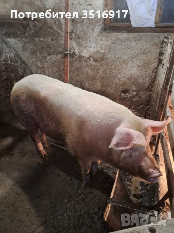 Продавам прасе