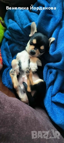 Мини чихуахуа две момченца, снимка 5 - Чихуахуа - 52267825