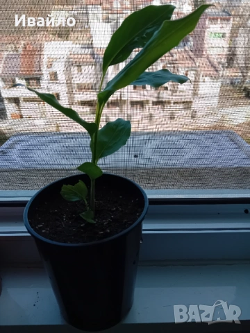 Кардамон, снимка 3 - Градински цветя и растения - 44394041