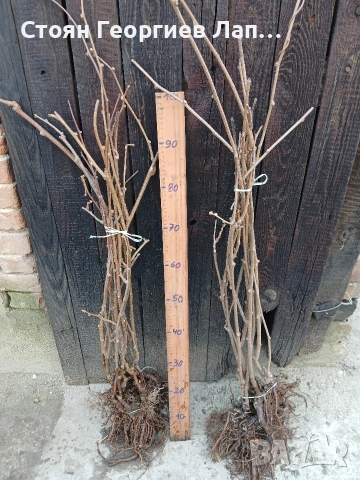 самоопрашващо киви 