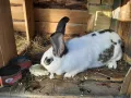 продавам зайци - различни породи и възрасти, снимка 14
