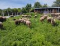 Овце с кочове Мутон Шароле, снимка 4