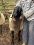 Овен плевенски черноглав, снимка 5