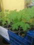 Разсад домати, люти чушки, червено свекло, пипер, снимка 1 - Разсади - 45480732
