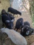 Продавам шутлански овце , снимка 5