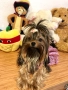 Йоркширски териер-супер мини йорки, снимка 10