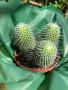 Кактус Mammillaria Un Pico 3 броя за 40 лв, снимка 6