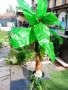 Декоративна палма, снимка 1 - Декорация за дома - 45040739