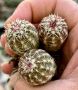 Кактус вид Echinocereus Viridiflorus , снимка 1