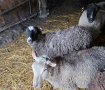 Романовски овце, снимка 4