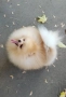 Померан babyface бели пухчета, снимка 5