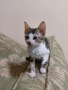 ПОДАРЯВАМ домашни котенца, снимка 3