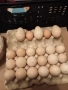 ПРОДАВАМ ОПЛОДЕНИ КОКОШИ ЯЙЦА , ЗА РАЗПЛОД, снимка 13