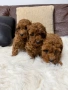Пудел той , снимка 2