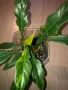 Philodendron Ring of Fire , снимка 2