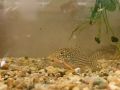 Коридорас Щербай / Corydoras Sterbai, снимка 2