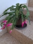 Стайни цветя - Коледничета, снимка 3