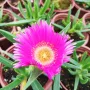 Карпобротус (Carpobrotus edulis), снимка 5