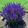 Салвия Мистично Синьо, Salvia 'Misty' blue или по-известна като Градински чай!!, снимка 1