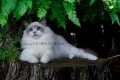 Ragdoll расови котенца с родословие ,Регдол ,Рагдол, снимка 1