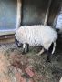 Продавам черноглава Плевенска овца към 81килограма гледана със мерак за номер за връзка 088 518 9601, снимка 3